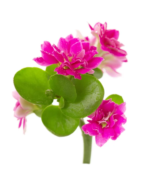 Blumen dekorative Kalanchoe Nahaufnahme mit Wassertropfen isoliert auf weiß. — Stockfoto