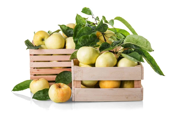 Juicy Fresh Yellow Apples Wooden Boxes Isolated White Background — Stock Photo, Image