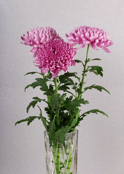 Drei Wunderschöne Lila Chrysanthemen Einer Vase Auf Silbern Glitzerndem Hintergrund — Stockfoto