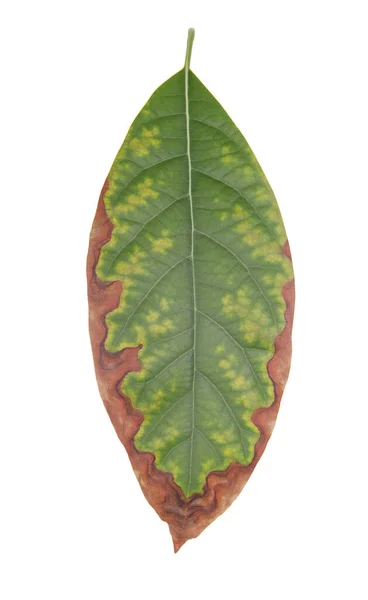 健康な葉の侵入と損傷の概念 白い背景に隔離された感染症や真菌による損傷葉 — ストック写真
