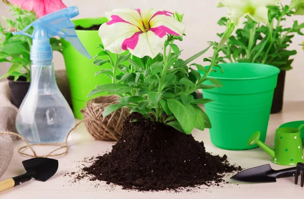Planting Seedlings Petunia Plants Flowerpots Soil Flower Pots Other Utensils — Stock Photo, Image