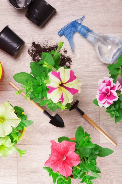 Zaailingen Van Straat Petunia Bloemen Sprinkler Voor Water Inventaris Bovenaanzicht — Stockfoto