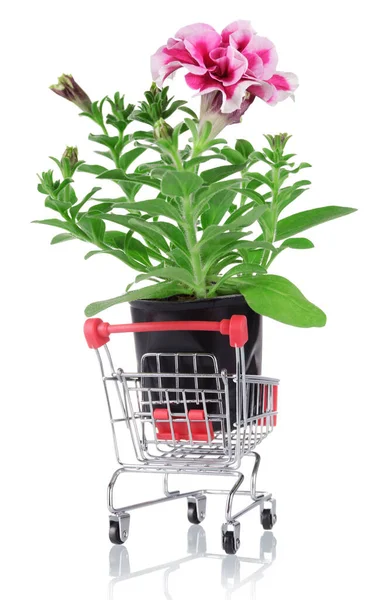 Petunia Plant Met Wortel Systeem Winkelwagen Geïsoleerd Witte Achtergrond — Stockfoto