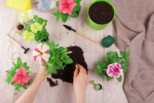 Top View Bright Petunia Flowers Female Hands Transplant Seedlings Pots — Stock Photo, Image