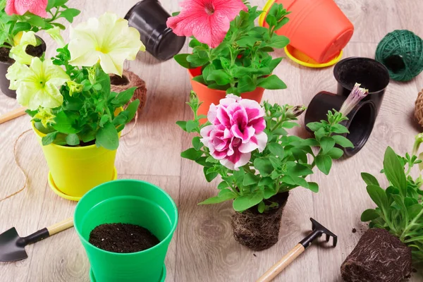 Home Hobby Transplanting Petunia Seedlings Home Garden — Stock Photo, Image