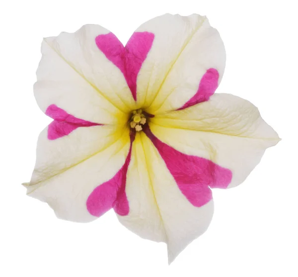 白の背景に隔離されたピンクベージュのペチュニアの花を閉じます — ストック写真