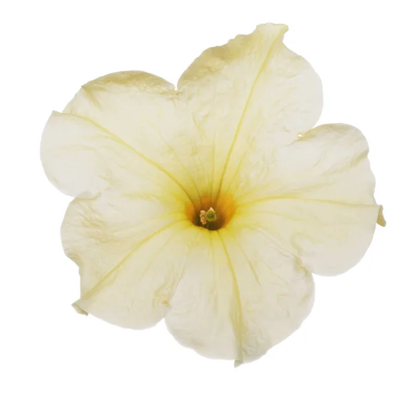 Luminoso Bel Fiore Petunia Giallo Vicino Isolato Sfondo Bianco — Foto Stock