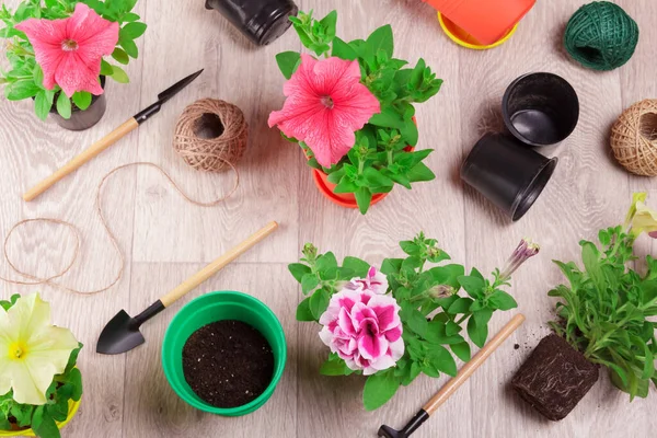 Home Gardening Hobby Transplanting Petunia Flowers Bright Pots Top View — Stock Photo, Image