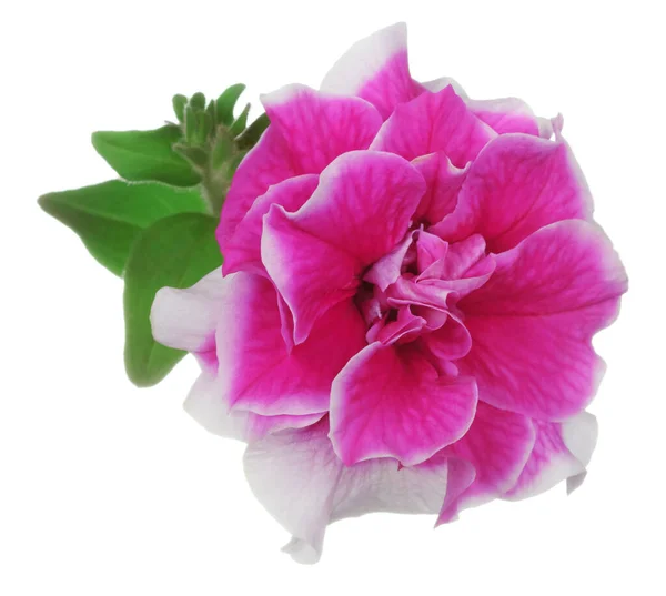 Rosa Med Vit Kant Lockigt Petunia Blomma Isolerad Vit Bakgrund — Stockfoto