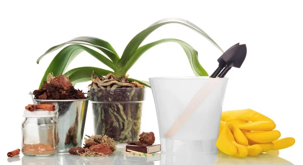 Garden tools and plants — Stock Photo, Image