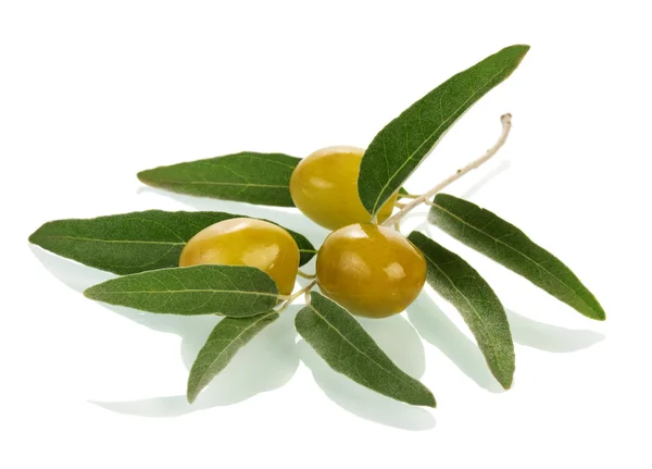 Olives twig — Stock Photo, Image