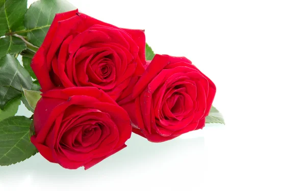 Three red roses — Stock Photo, Image