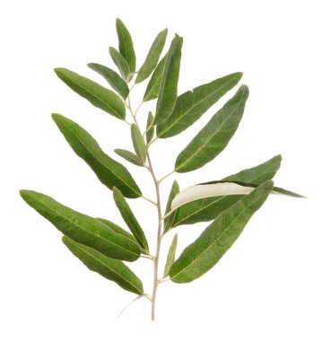 yeşil zeytin dalı