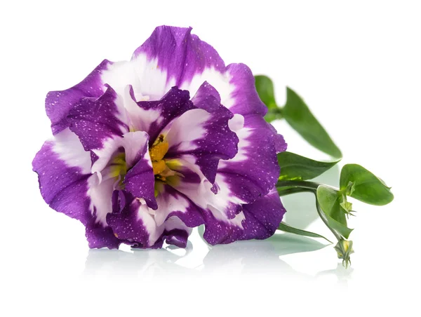 Fiori viola — Foto Stock