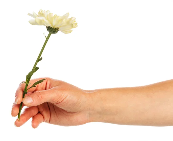 Hand holding crizantemă — Fotografie, imagine de stoc