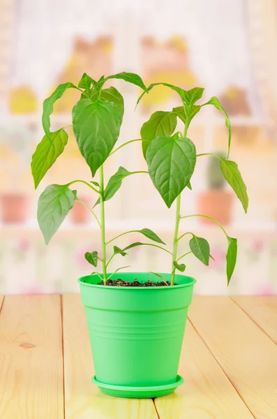 Plantas de pimentão em panela — Fotografia de Stock