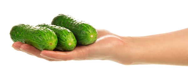 Fresh green cucumbers in hand — Stock Photo, Image