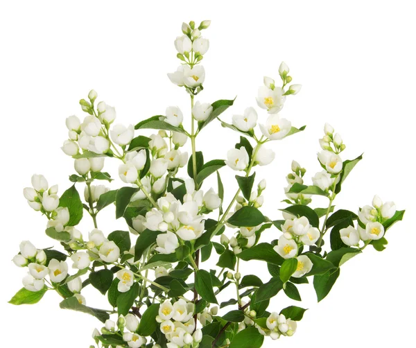 Blommande jasmin gren — Stockfoto