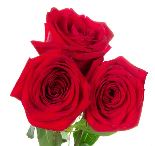 Hermosas tres rosas rojas — Foto de Stock