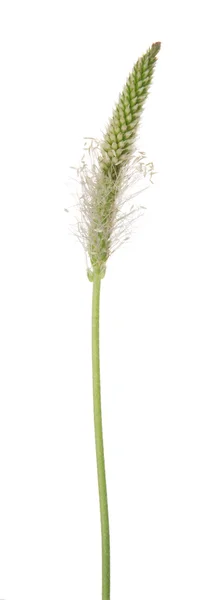 Grönt gräs stem blommande — Stockfoto