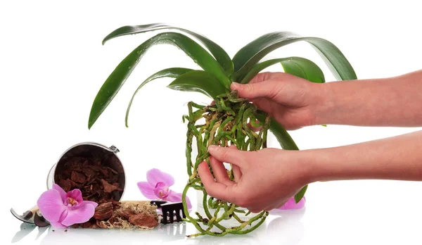 Hand with soil and orchid flowers — Stock Photo, Image