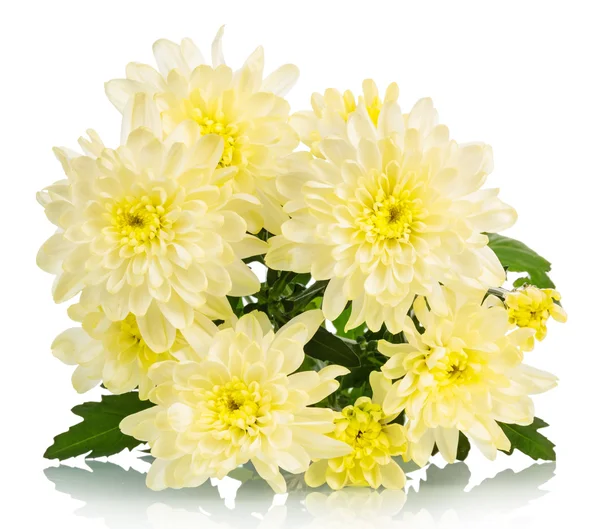 Yellow chrysanthemum flowers — Stock Photo, Image