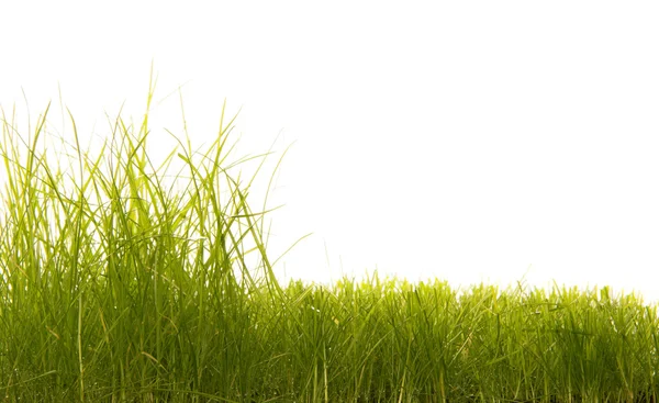 The green grass on white — Stock Photo, Image