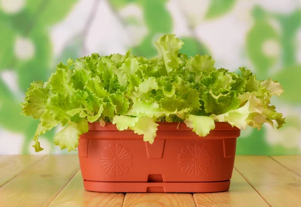 Plantas de alface em vaso — Fotografia de Stock