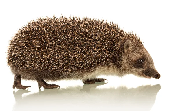 Hedgehog em fundo branco — Fotografia de Stock