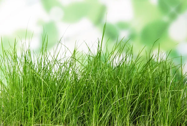 Das grüne Gras auf weiß — Stockfoto