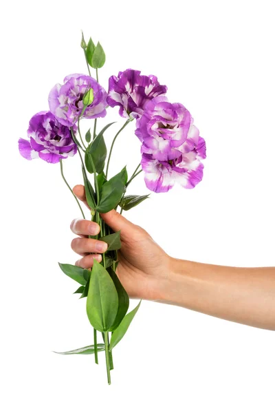 Lila blommor i handen — Stockfoto