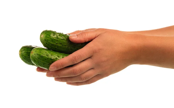 Fresh green cucumbers in hand — Stock Photo, Image