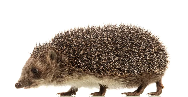 Hedgehog em fundo branco — Fotografia de Stock