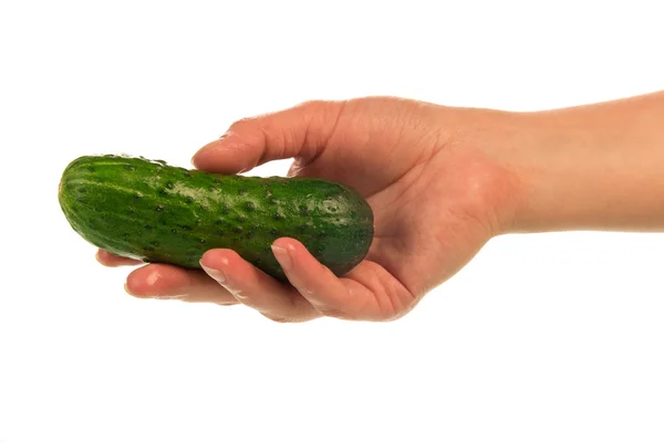 Fresh cucumber in hand — Stock Photo, Image