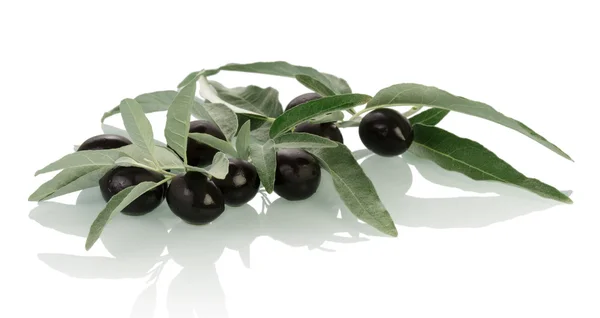 Brindille aux olives noires — Photo