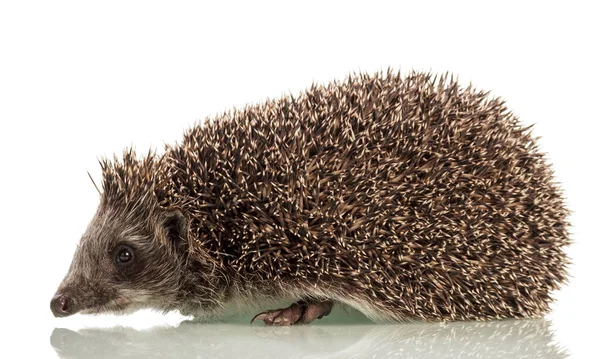 Hedgehog em fundo branco — Fotografia de Stock