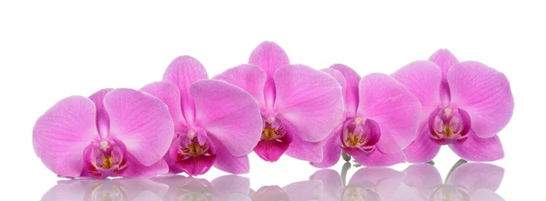 Orkidé blommor på vit bakgrund — Stockfoto