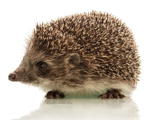 Hedgehog em fundo branco — Fotografia de Stock