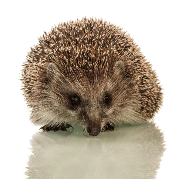 Hedgehog em fundo branco — Fotografia de Stock