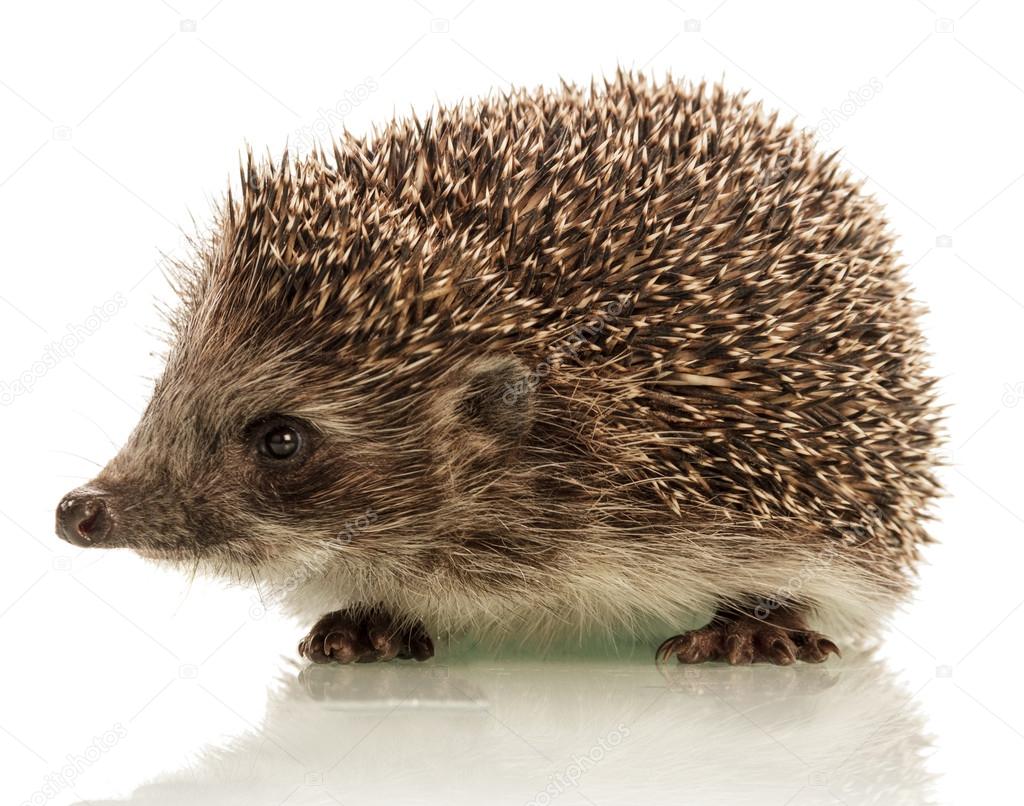 Hedgehog on white background