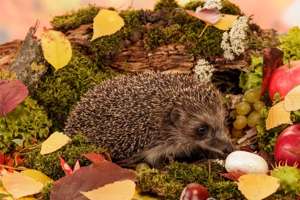 Brown Hedgehog close-up — Fotografia de Stock
