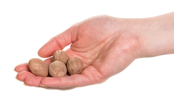 Nutmegs in hand isolated — Stock Photo, Image