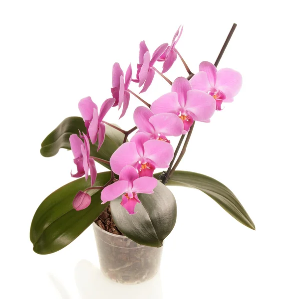 Planta do orchid no potenciômetro — Fotografia de Stock