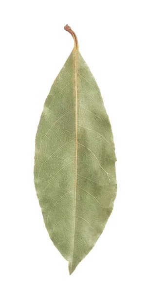 Hoja de laurel — Foto de Stock