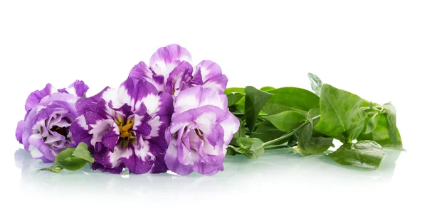 Fioletowe kwiaty z bliska na białym tle — Zdjęcie stockowe