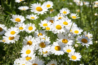 Çiçekli papatya doğal doğal ortamda.