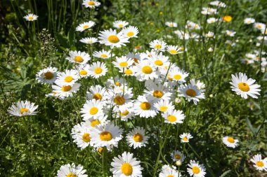 Çiçekli papatya doğal doğal ortamda.