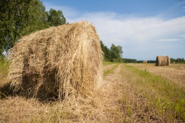 Saman balya tahıl alanda