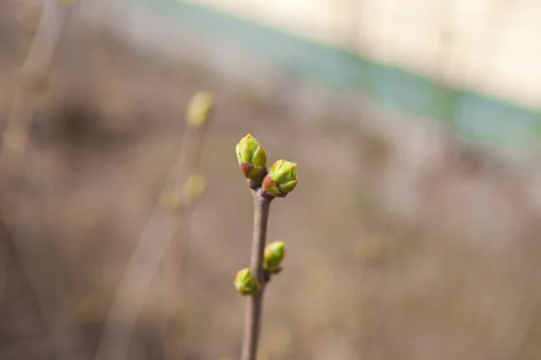 最初の葉。春. — ストック写真
