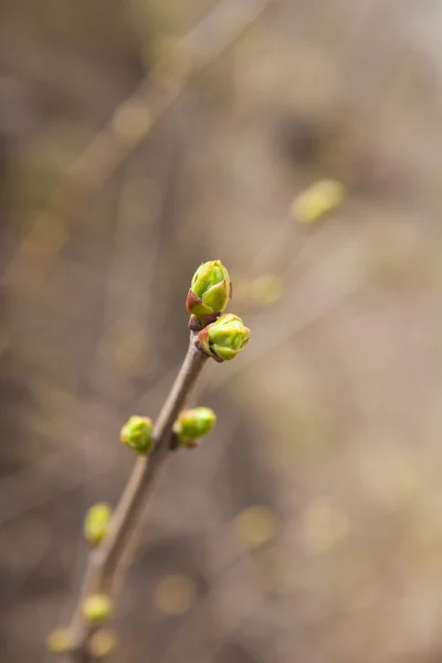 最初の葉。春. — ストック写真